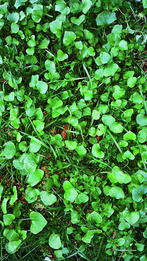 Miners Lettuce Photograph by Harold Zimmer