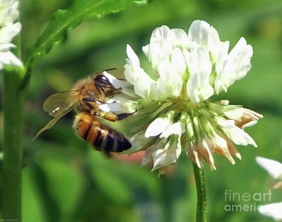 Clover 3 with Bee Photograph by Lizi Beard-Ward