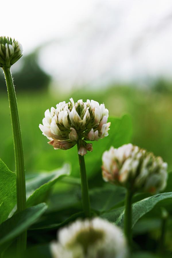 Clover Flower And Bud Photograph by Greg Rannells