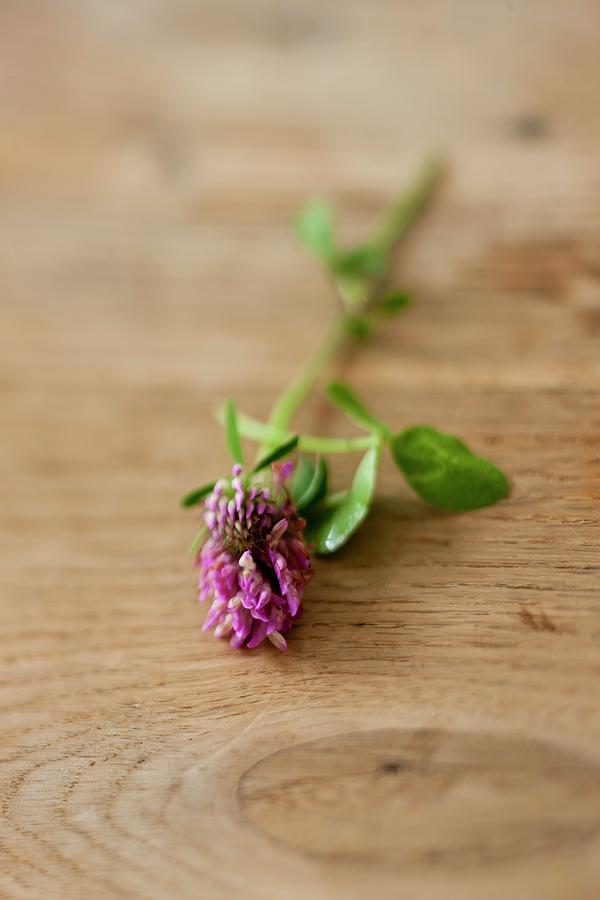 Clover Flowers On A Wooden Background Photograph by Michael Ruder