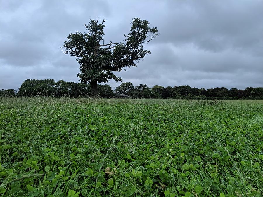 Clover Grassland by Samuel Pye Clover Grassland by Samuel Pye
