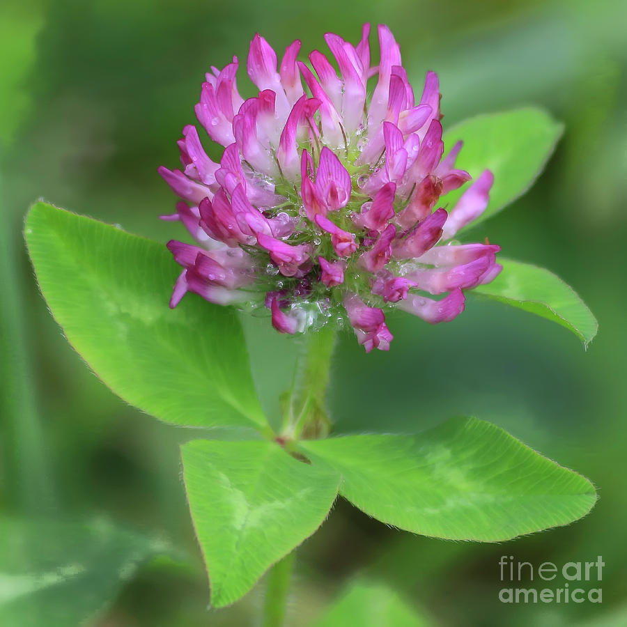 Clover Photograph - Clover And Dew by Banyan Ranch Studios Clover Photograph - Clover And Dew by Banyan Ranch Studios