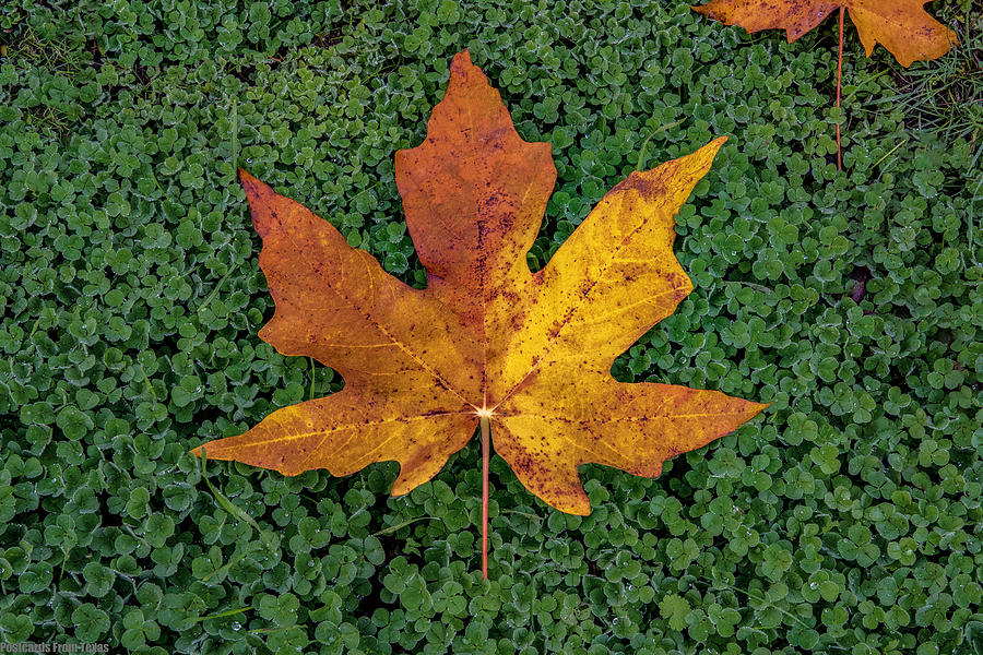 Clover Leaf Autumn Photograph by G Lamar Yancy