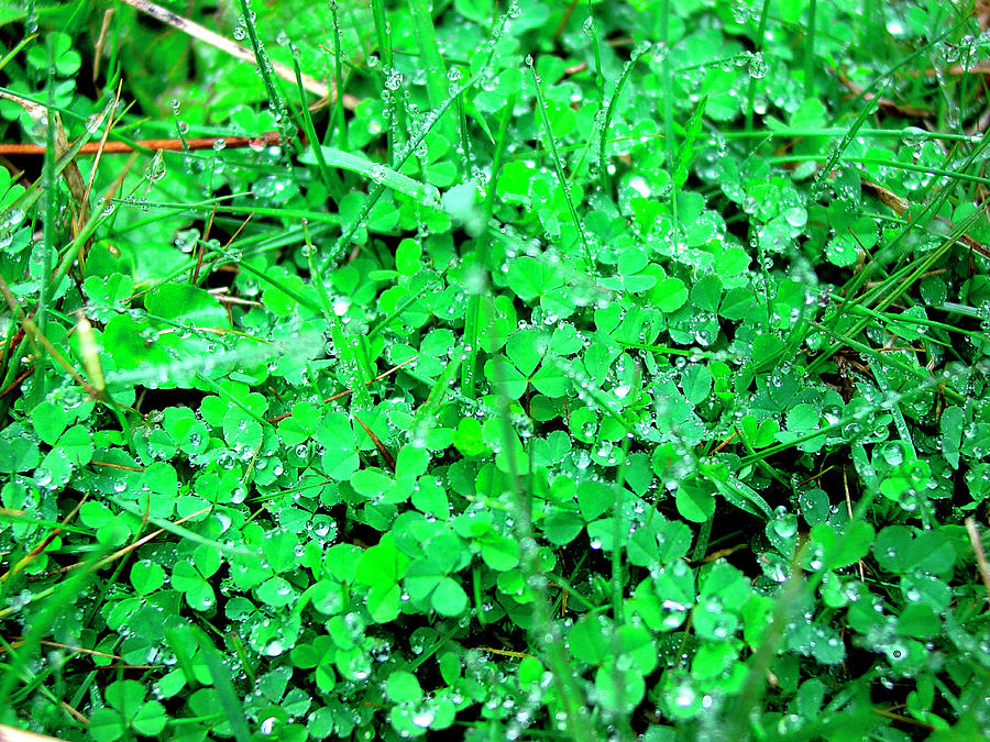 Nature Photograph - Clovers by Audrey