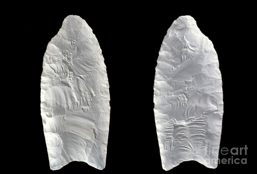 Clovis Paleoindian Fluted Points Photograph by Carolina Biological Supply Company/science Photo Library