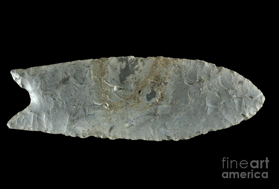 Clovis Unfluted Point Photograph by Carolina Biological Supply Company ...