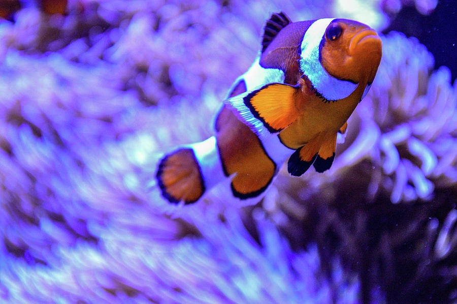 ricky the blue clownfish