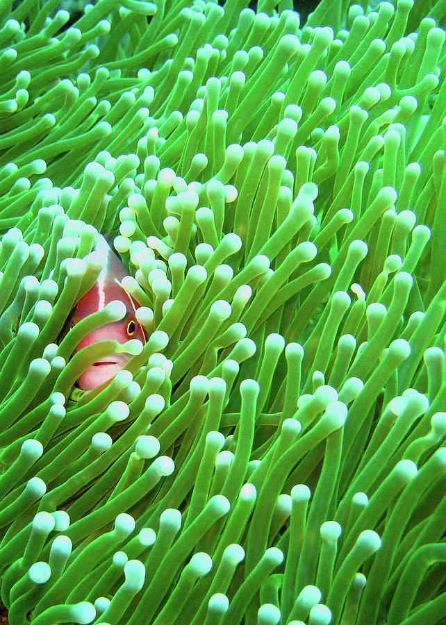 Clown Fish Photograph by Perry L Aragon