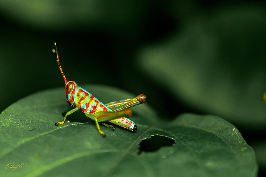 Grasshopper Photograph - Clown Grasshopper ? by B.balaji