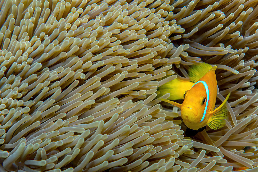 Clownfish Photograph by Alessandro Catta