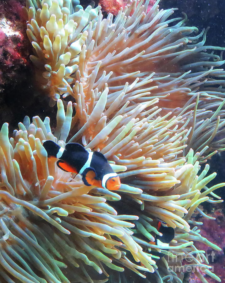 Clownfish Among Anemone Photograph by Michelle Tinger