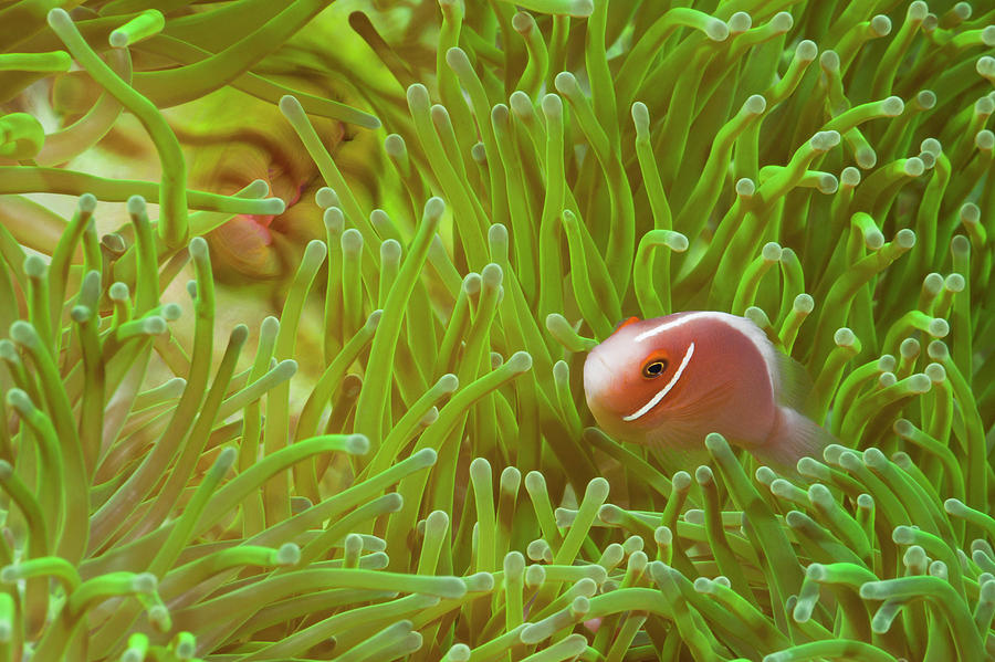 Clownfish Anemonefish In Sea Anemone On Photograph by Jeff Hunter Clownfish Anemonefish In Sea Anemone On Photograph by Jeff Hunter