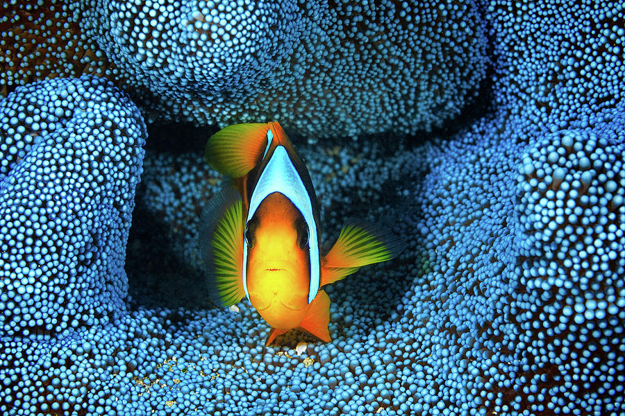 Fish Photograph - Clownfish In Blue Anamon by Barathieu Gabriel