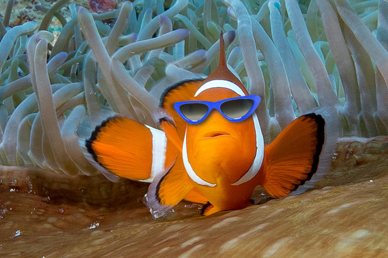 Clownfish in Sunglasses Digital Art by Gary Hughes