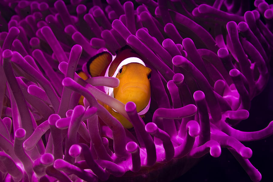 Clownfish In The Purple World Photograph by Photo Acqua E Luce Di Mauro Mainardi