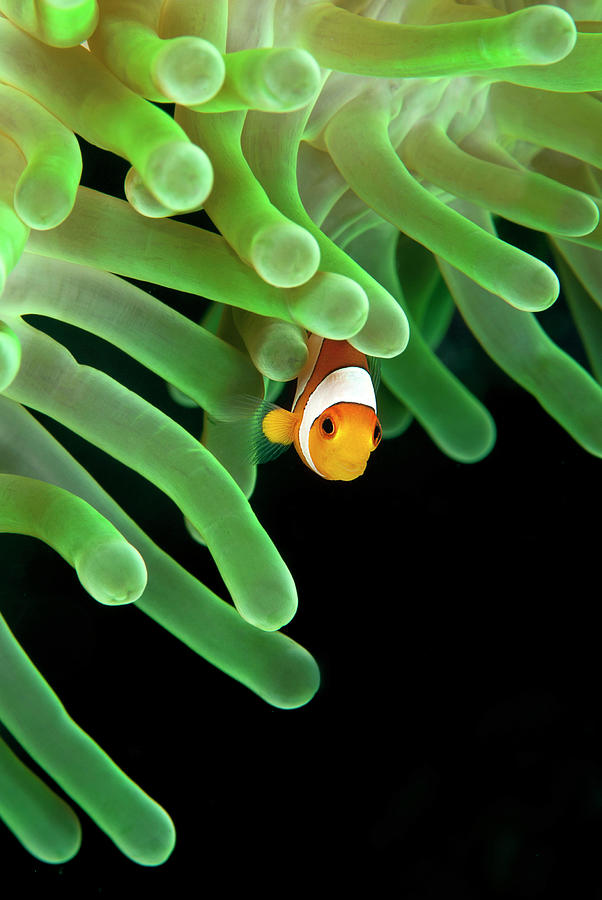 Clownfish On Green Anemone Photograph by Alastair Pollock Photography
