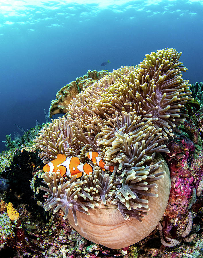 Clownfish Seeking Shelter In An Photograph by Brook Peterson