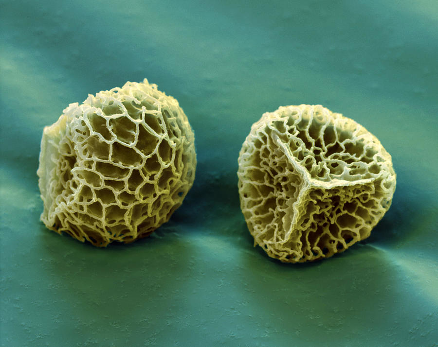 Clubmoss Spores Lycopodium Clavatum Photograph by Meckes/ottawa