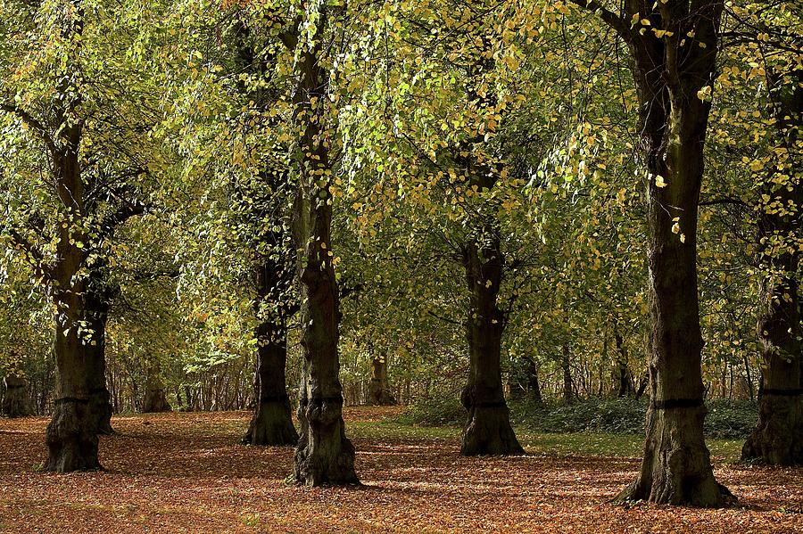 Clumber Park, Sherwood, Nottingham Photograph by Chris Upton