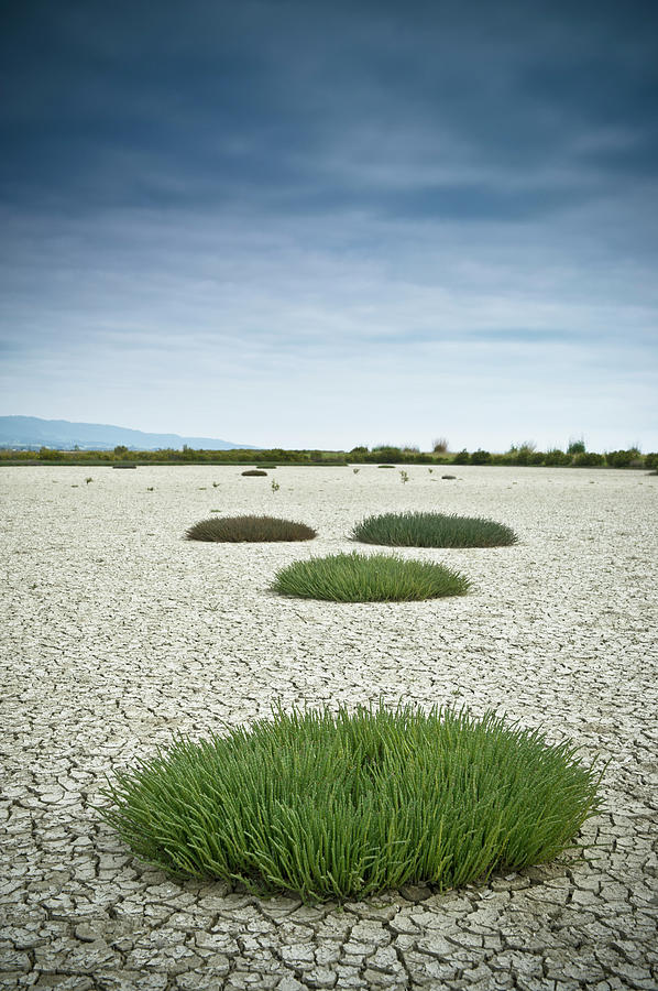 Clumps Of Grass Growing Through Cracked Photograph by David Duchemin / Design Pics Clumps Of Grass Growing Through Cracked Photograph by David Duchemin / Design Pics