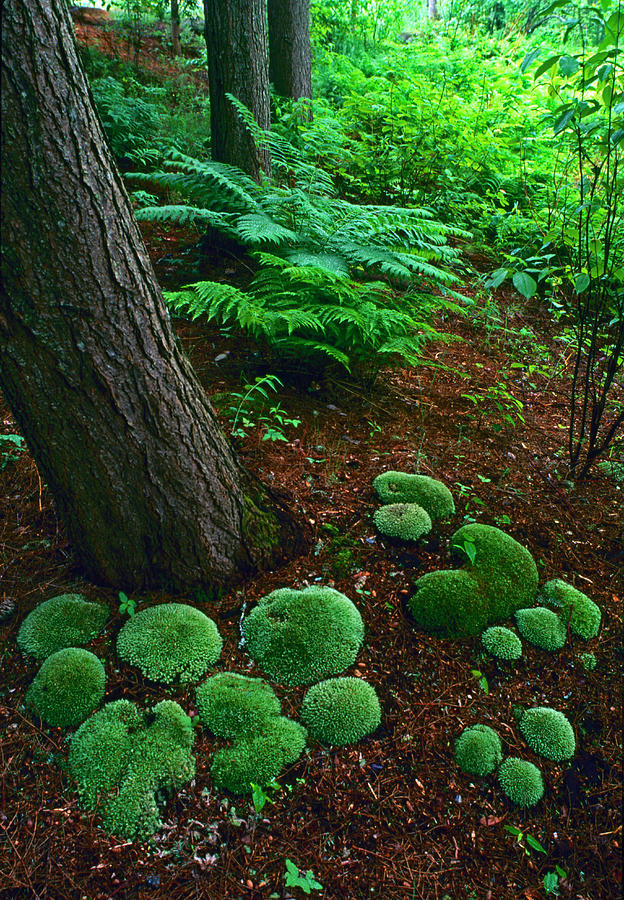 Clumps Of Moss In The Woods Photograph by Richard Felber