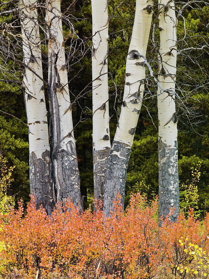 Cluster Of Aspen And Barberry Photograph by Frank J Wicker