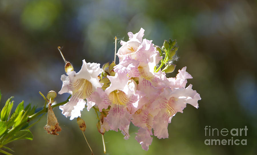 Flower Photograph - Cluster Of Beauties by Jeff Swan Flower Photograph - Cluster Of Beauties by Jeff Swan