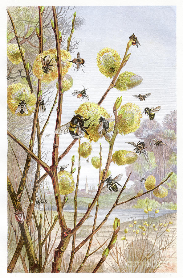 Nature Digital Art - Cluster Of Bees Chromolithograph 1884 by Thepalmer