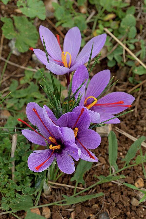 Cluster Of Crocus Sativus Greek Saffron Flowers Growing Photograph by Emily Brooke Sandor