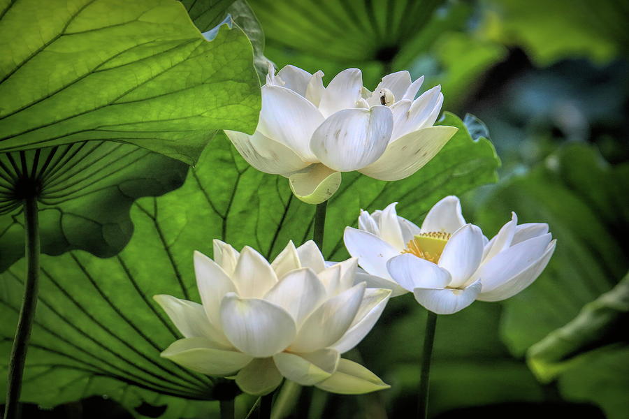 Cluster of Lotus flowers in the morning light Photograph by Geraldine Scull