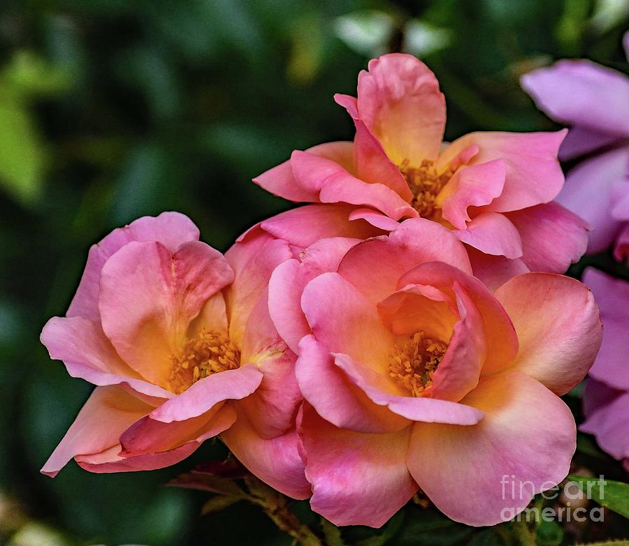 Cluster Of Peachy Knock Out Roses by Cindy Treger Cluster Of Peachy Knock Out Roses by Cindy Treger