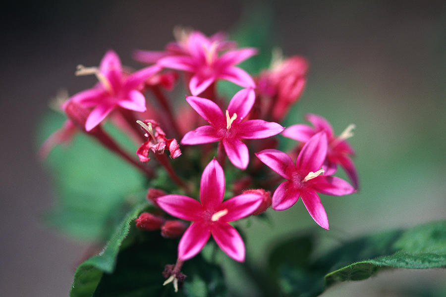Cluster Of Pink Flowers Photograph by Stockbyte