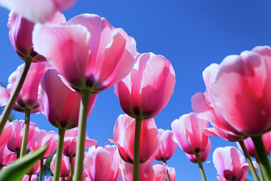 Tulip Photograph - Cluster Of Pink Tulips by Anthony Paladino