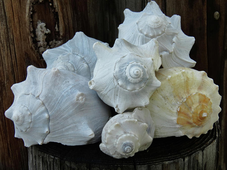 Shell Photograph - Cluster of shells by Cheryl Bennett