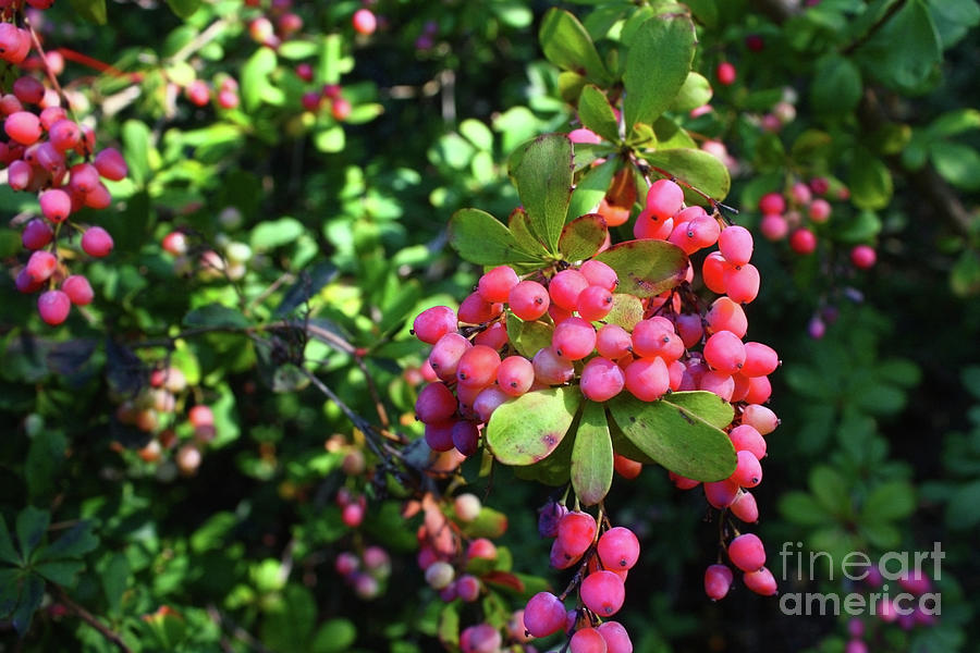 Cluster of wild berries Photograph by Gregory DUBUS