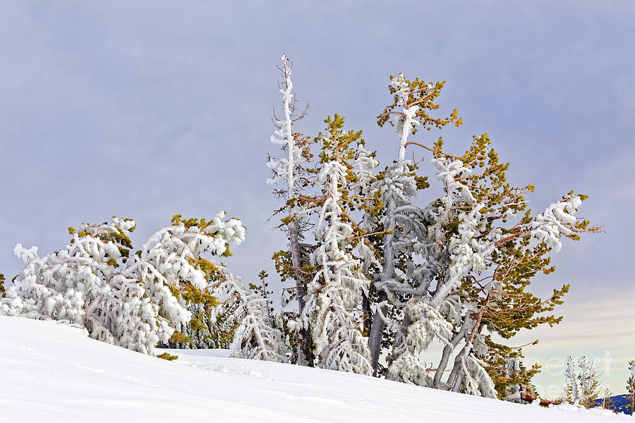 Cluster Of Windblown Ice Covered 15 Tall Conifer Trees Snow Hillside Tree Line Blue Gray Sky Photograph by Robert C Paulson Jr