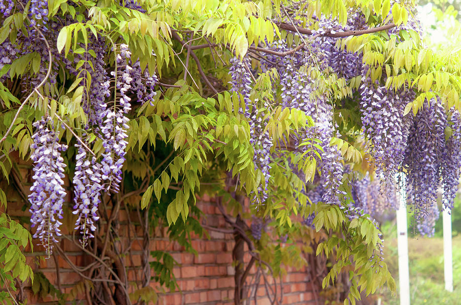  Clusters of Blooming Wisteria Sinensis Against Brick Wall Photograph by Jenny Rainbow