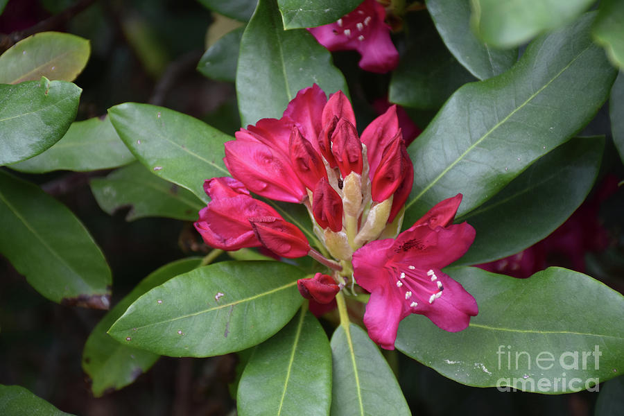 Clusters of Budding and Blooming Red Rhodendron Blossoms Photograph by ...