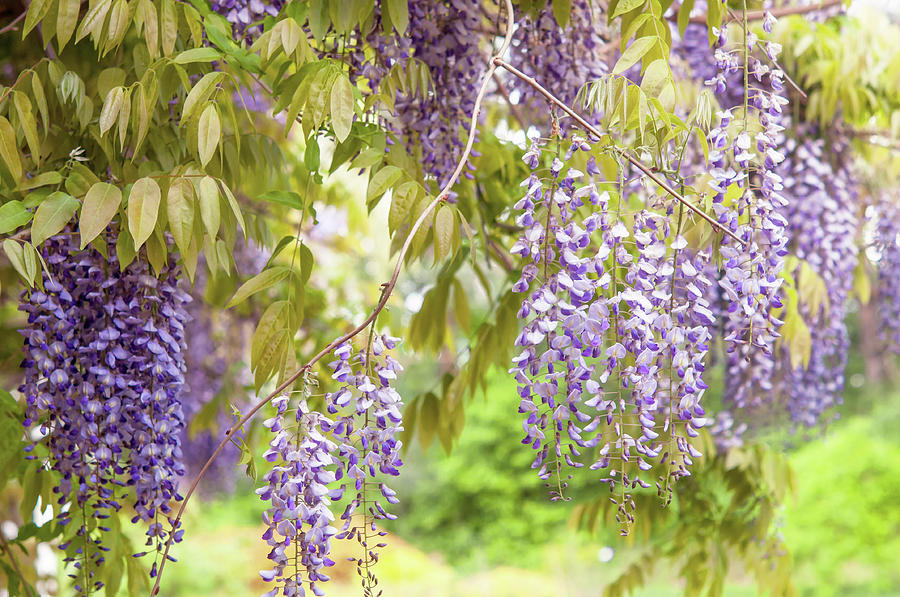 Clusters of Purple Blooming Wisteria Sinensis 1 Photograph by Jenny Rainbow