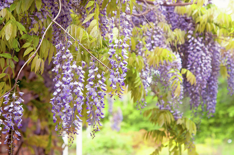 Clusters of Purple Blooming Wisteria Sinensis Photograph by Jenny ...