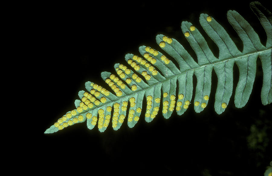 Clusters Of Sori On Polypodium Fern Photograph by Ed Reschke