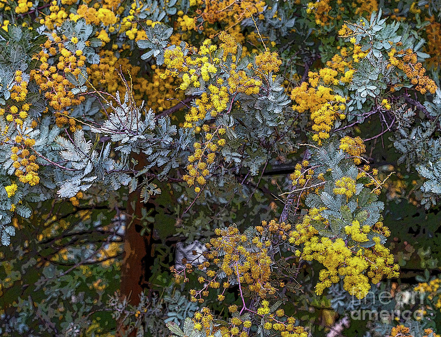 Clusters of Yellow Flowers with Gray Leaves Photograph by Roslyn Wilkins