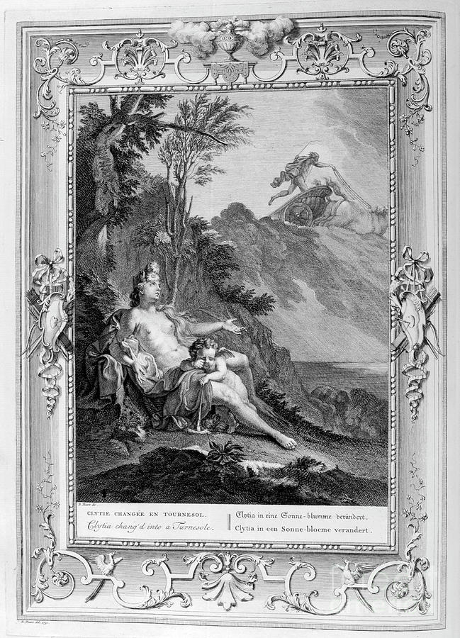Clytia Turned Into A Turnesole, 1733 Drawing by Print Collector