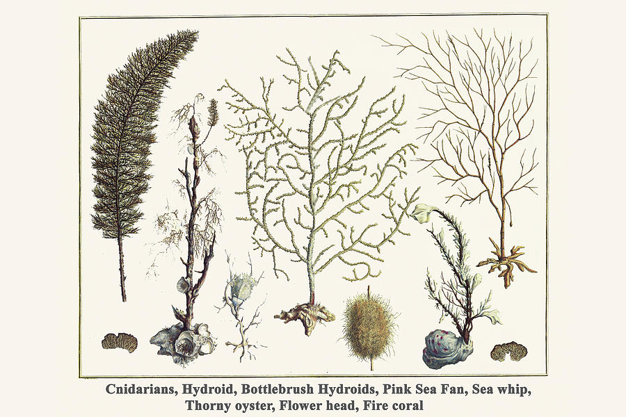 Cnidarians, Hydroid, Bottlebrush Hydroids, Pink Sea Fan, Sea whip ...