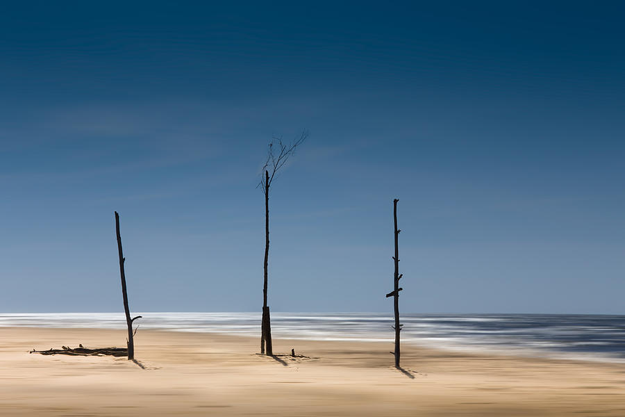 Tree Photograph - Coast Line by Andreas Krinke