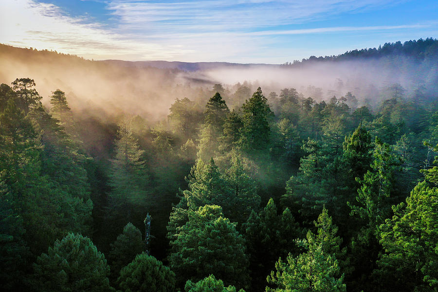 Coast Redwood Forest At Sunrise Photograph by Sebastian Kennerknecht
