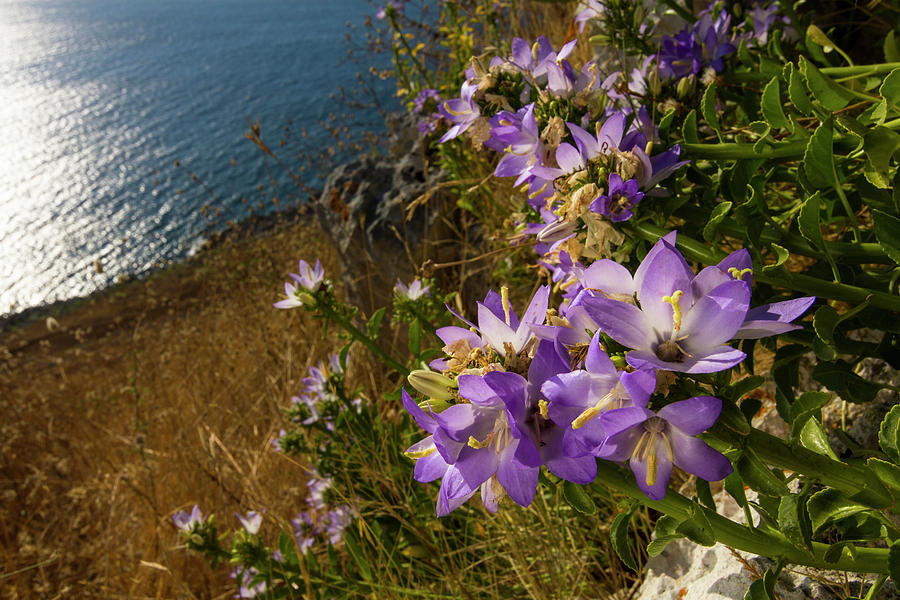 Coast With Wild Flowers, Lecce, Italy Digital Art by Ugo Mellone