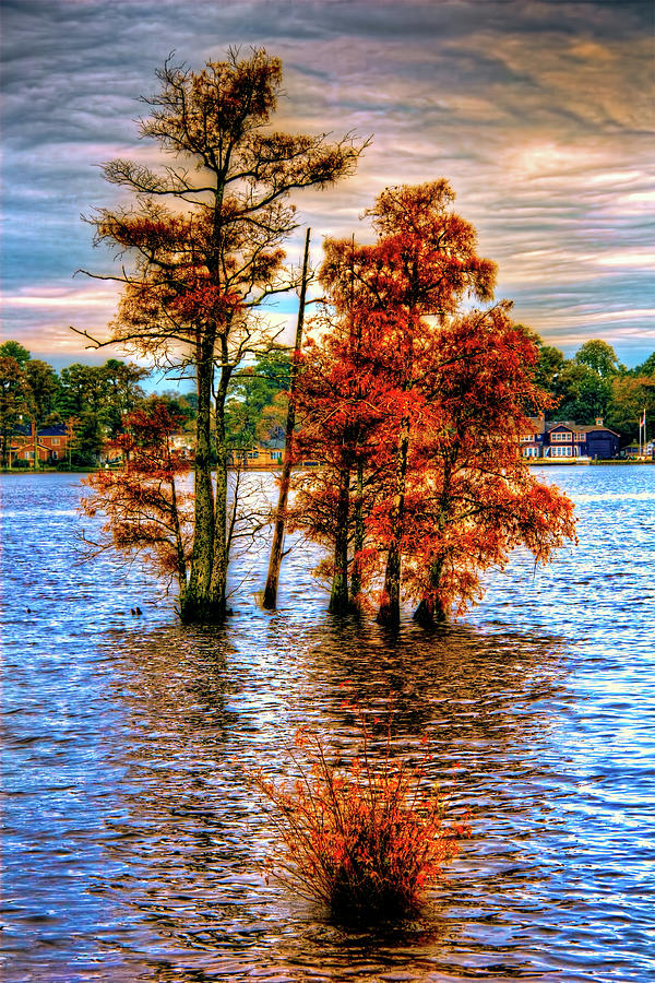 Coastal Autumn in North Carolina Photograph by Dan Carmichael