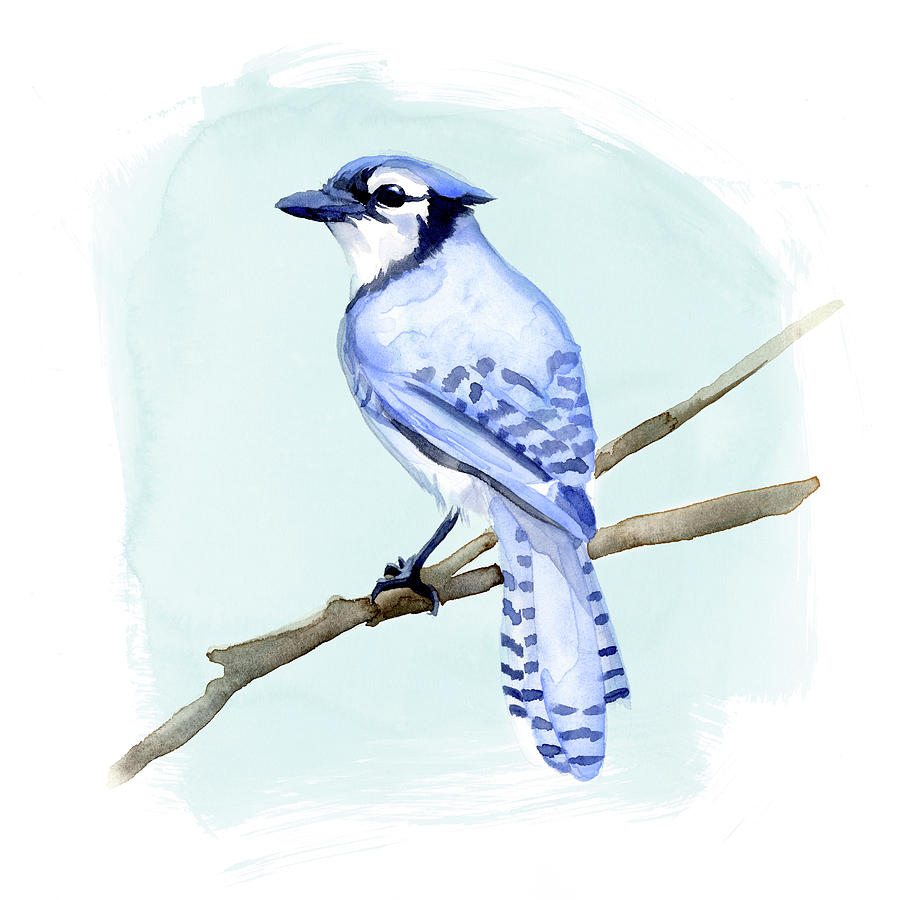 Bird Painting - Coastal Blue Jay II by Jacob Green