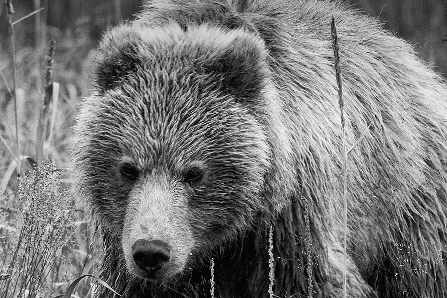 Coastal Brown Bear Approaching in Monochrome Photograph by Mark Hunter